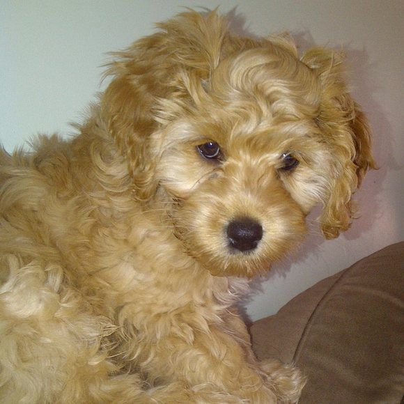 Meet your Posher, Natasha - Picture 1 of 1